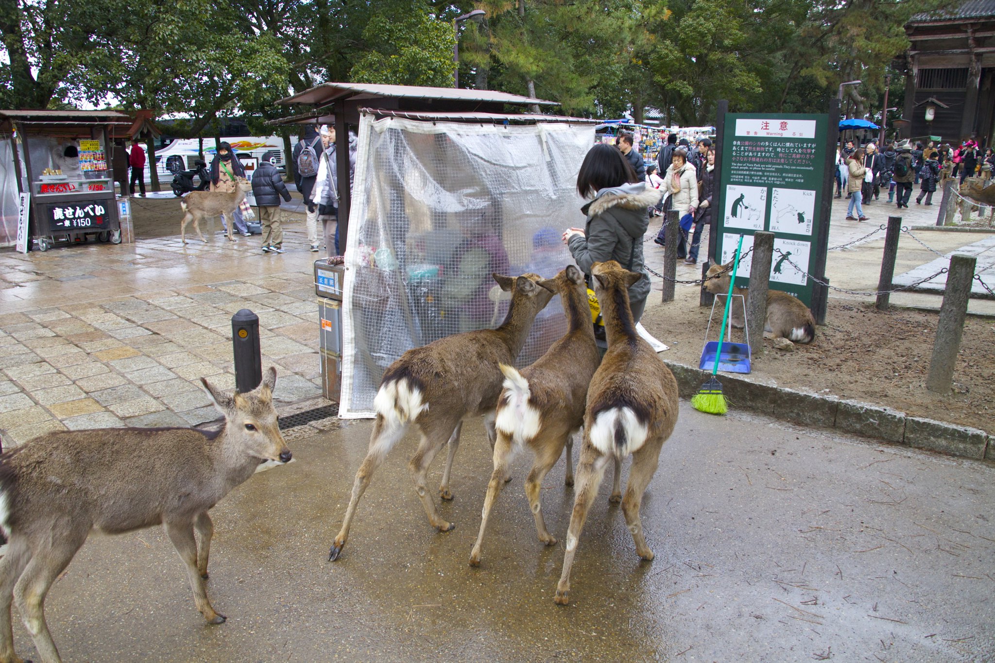 Deer chasing somebody.