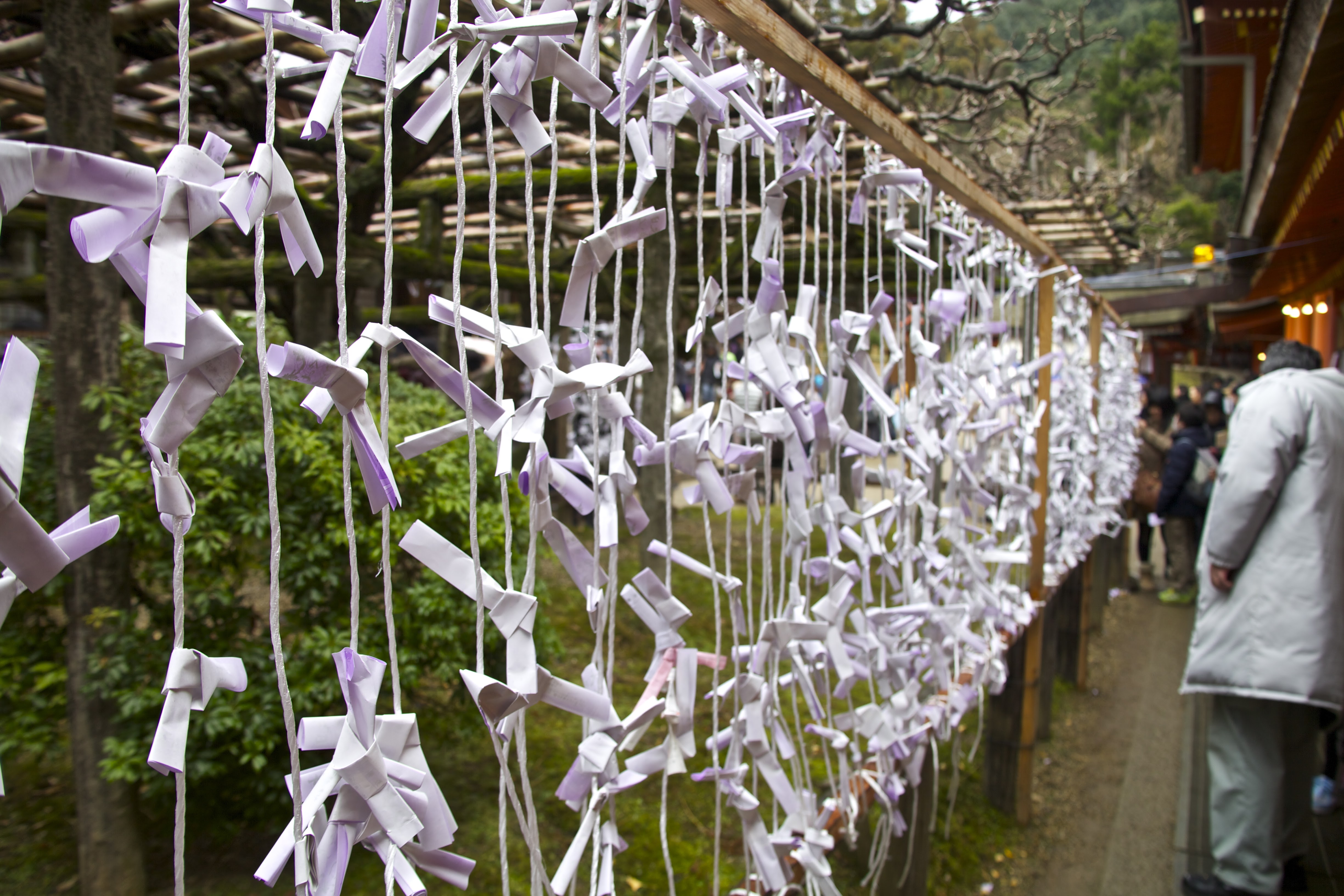 Omikuji all tied up.